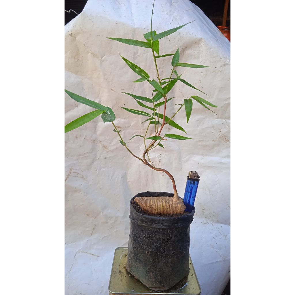 Bonsai bambu kuning