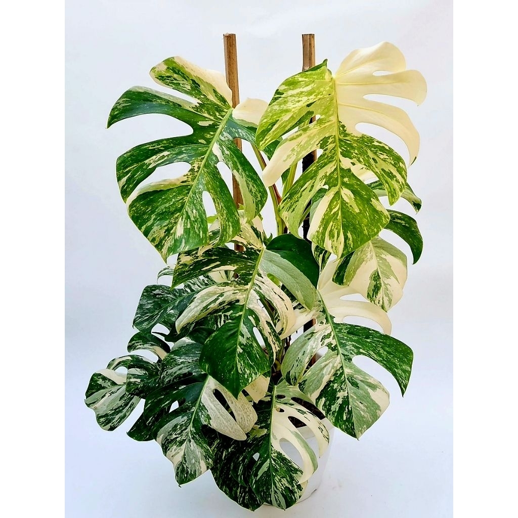 Tanaman Monstera Variegata Marble 3 Daun Aktif + 1 Daun Pancing