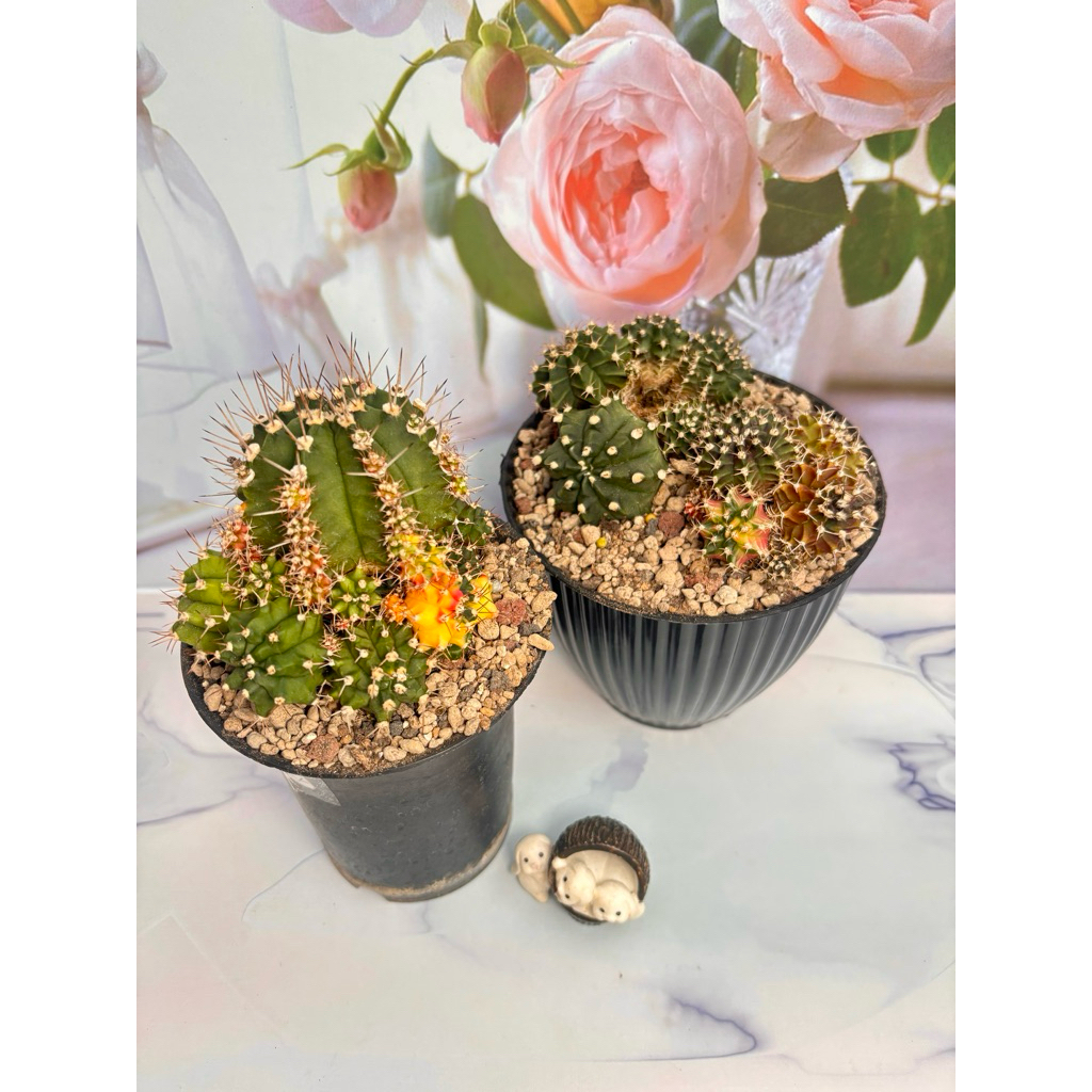 Paket Kaktus Variegata Gymno Miha Gymnocalycium Mihanovichii Cluster Var