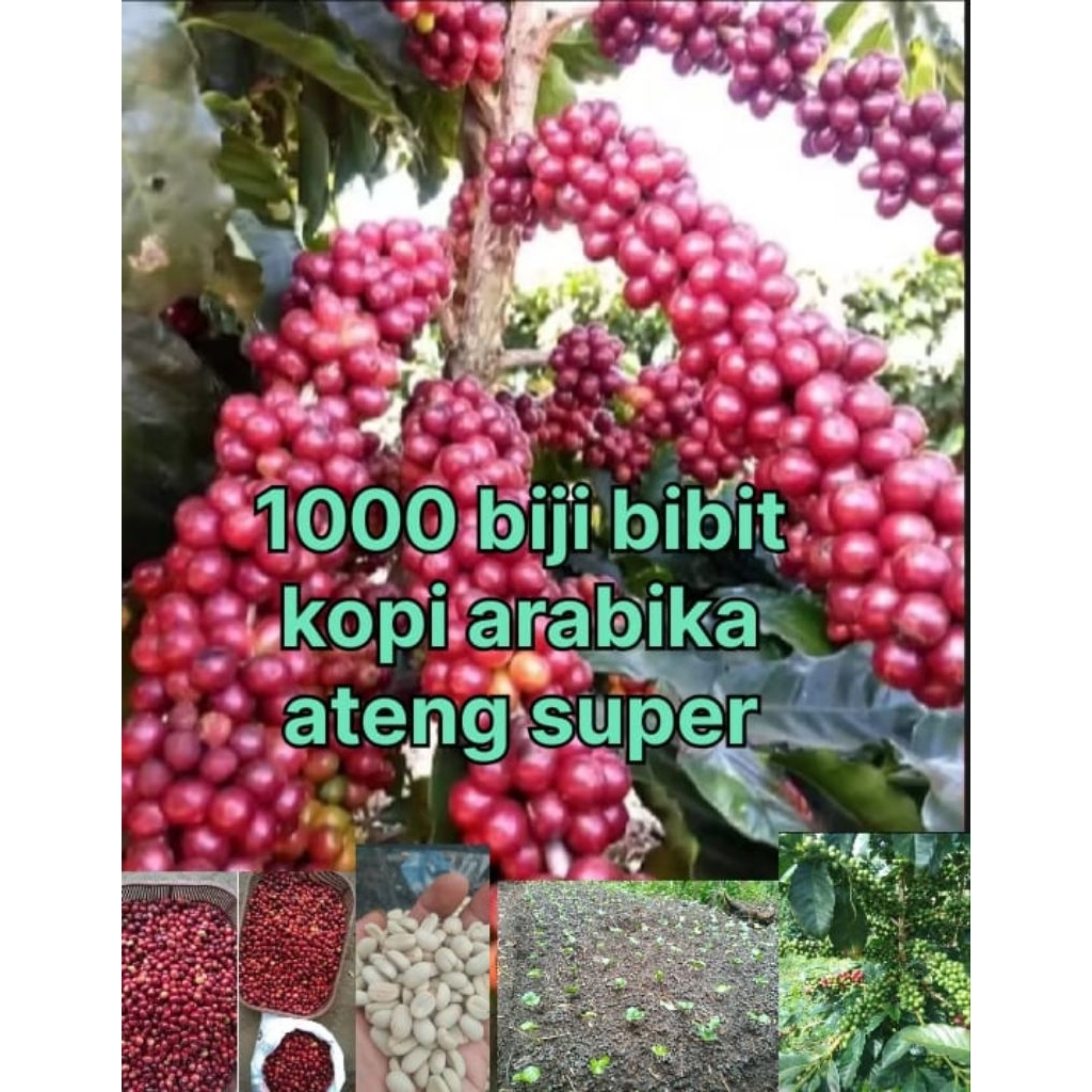 1000 biji benih kopi arabika ateng super