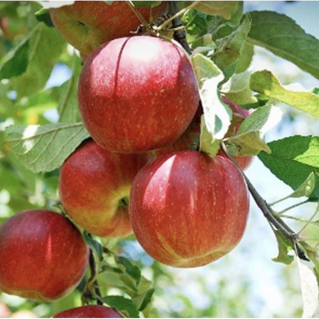 Bibit buah APEL Fuji Cangkok Cepat berbuah