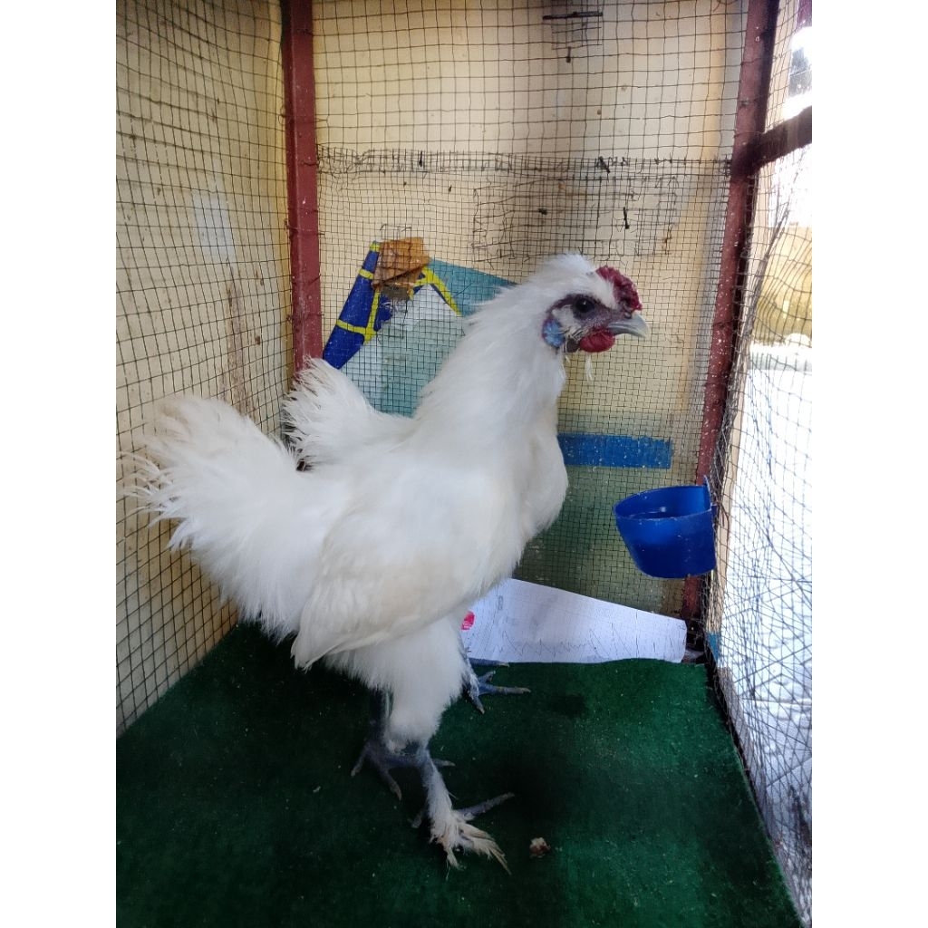 Ayam hias kapas silkie remaja sepasang hiasan taman materi ternak ayam hias cemani kapas putih bersi