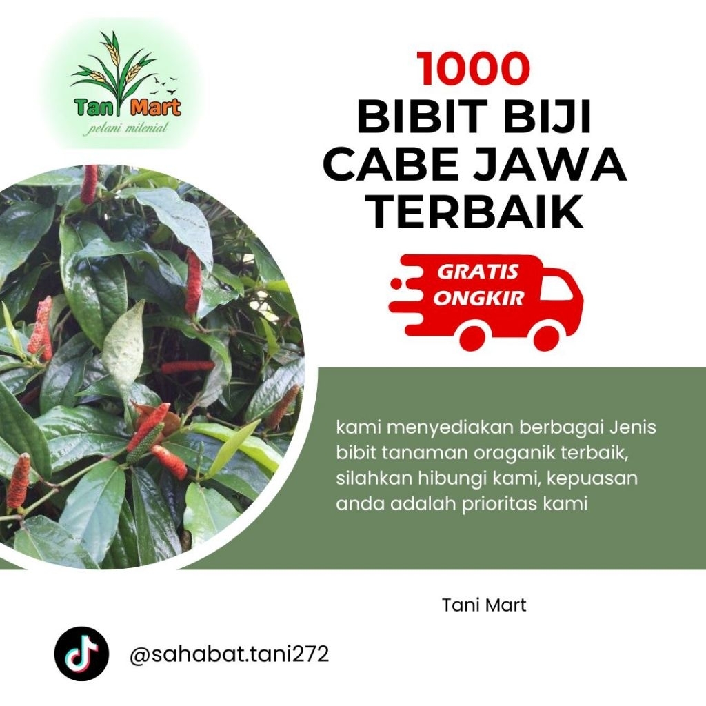 Biji benih Cabe Jawa Jenis Presidi unggul 1000 biji