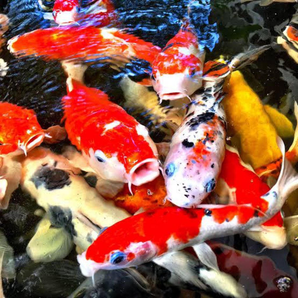 Ikan Koi Blitar Bibit 10-12cm - Sehat, Warna Menarik, Cocok untuk Pembesaran