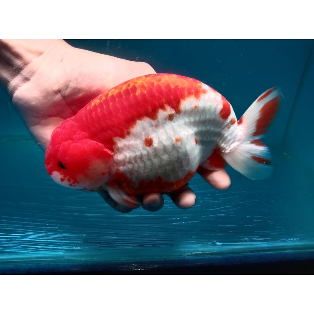 Ikan Mas Koki Rancu Red & White Jumbo