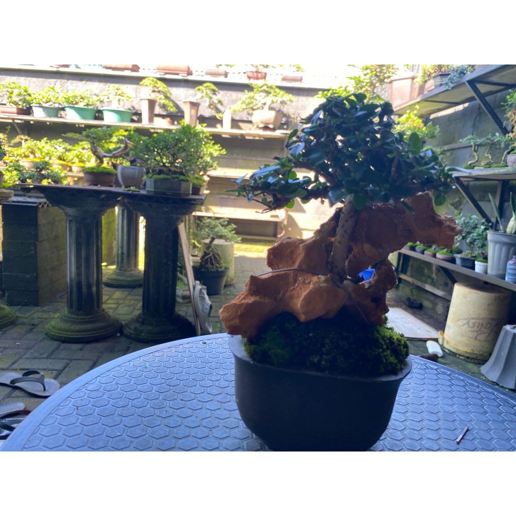 bonsai Sancang on the rock