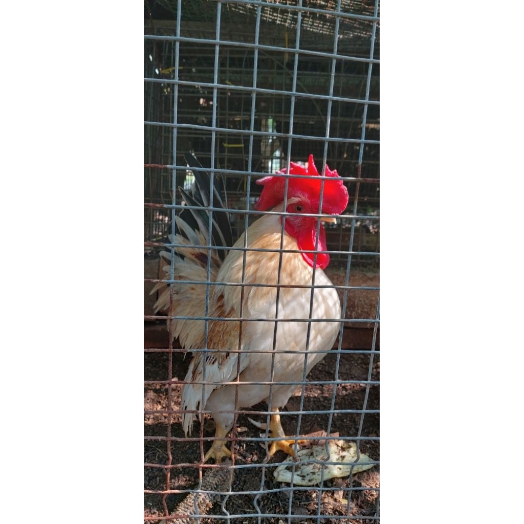 Ayam Kate Ceper Dewasa