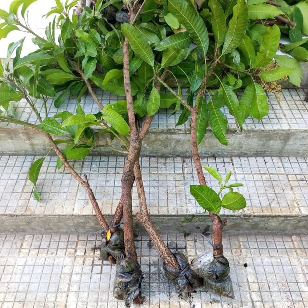 potong cangkok mangga madu / manalagi