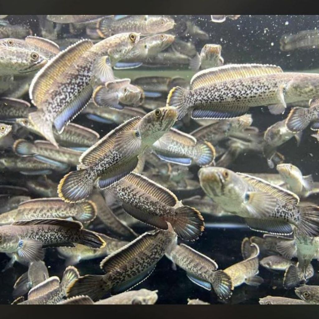 Ikan Stewarti Rim Tebal dengan Pelet Premium