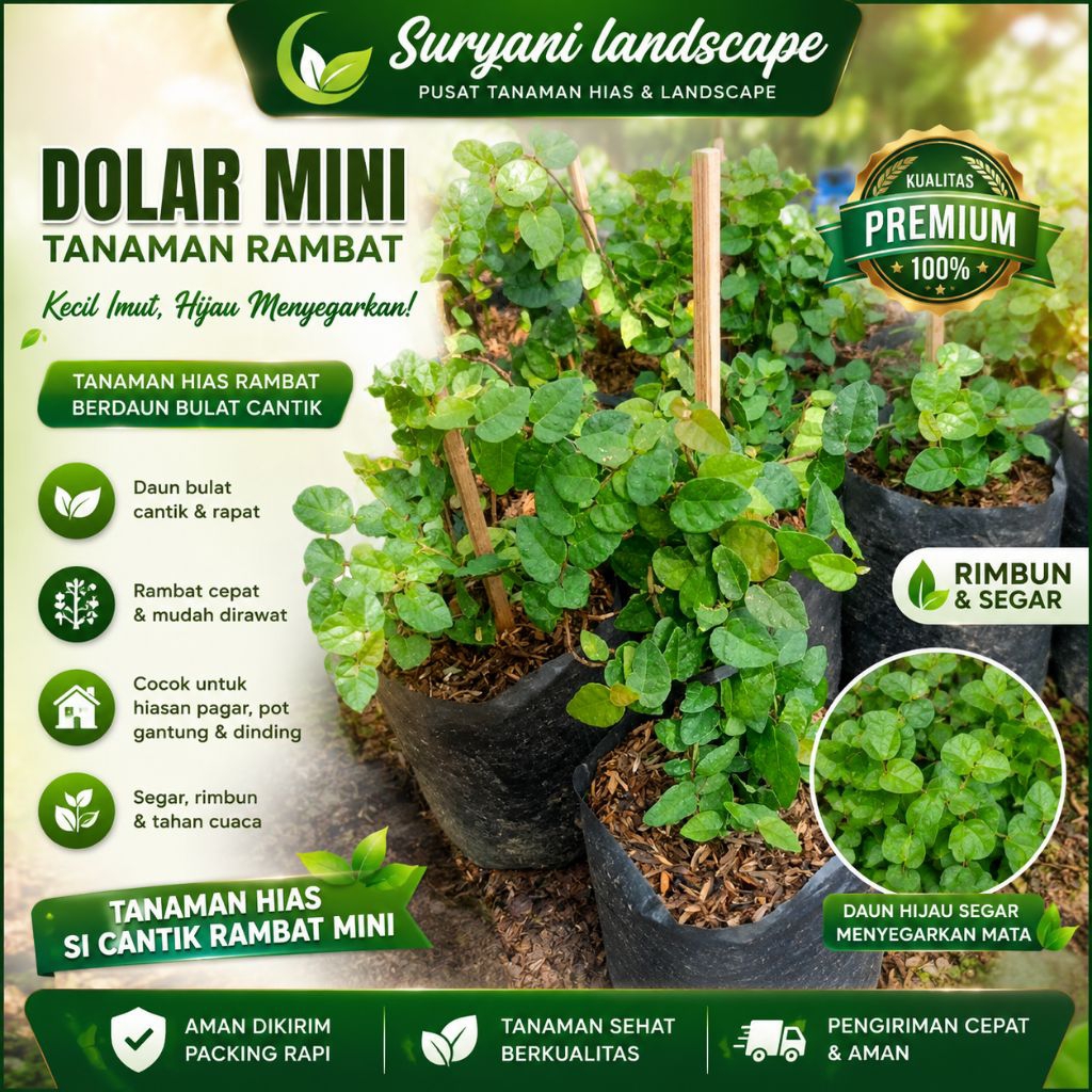 Tanaman Hias Dolar Mini Rambat Tanaman Rambat Ficus Pumila Dolar Kecil