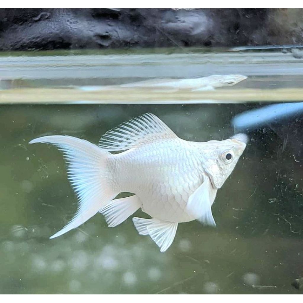 Molly Platinum Cawang, sudah dikawinkan dengan molly mata biru grade A