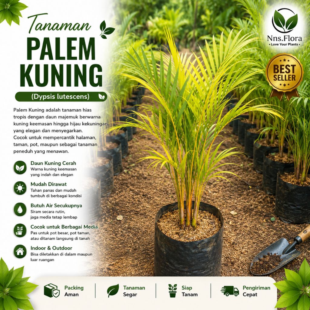 Pohon palem kuning-tanaman hias palem kuning tinggi 50 cm