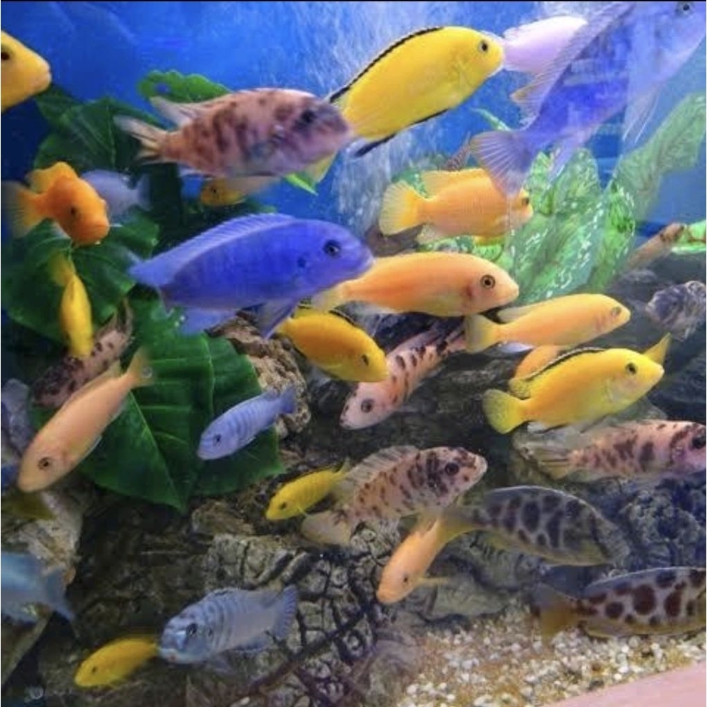 Ikan cichlid random mix / Lemon , nyasa , venustus , lombardi , white snow, polar , dll.
