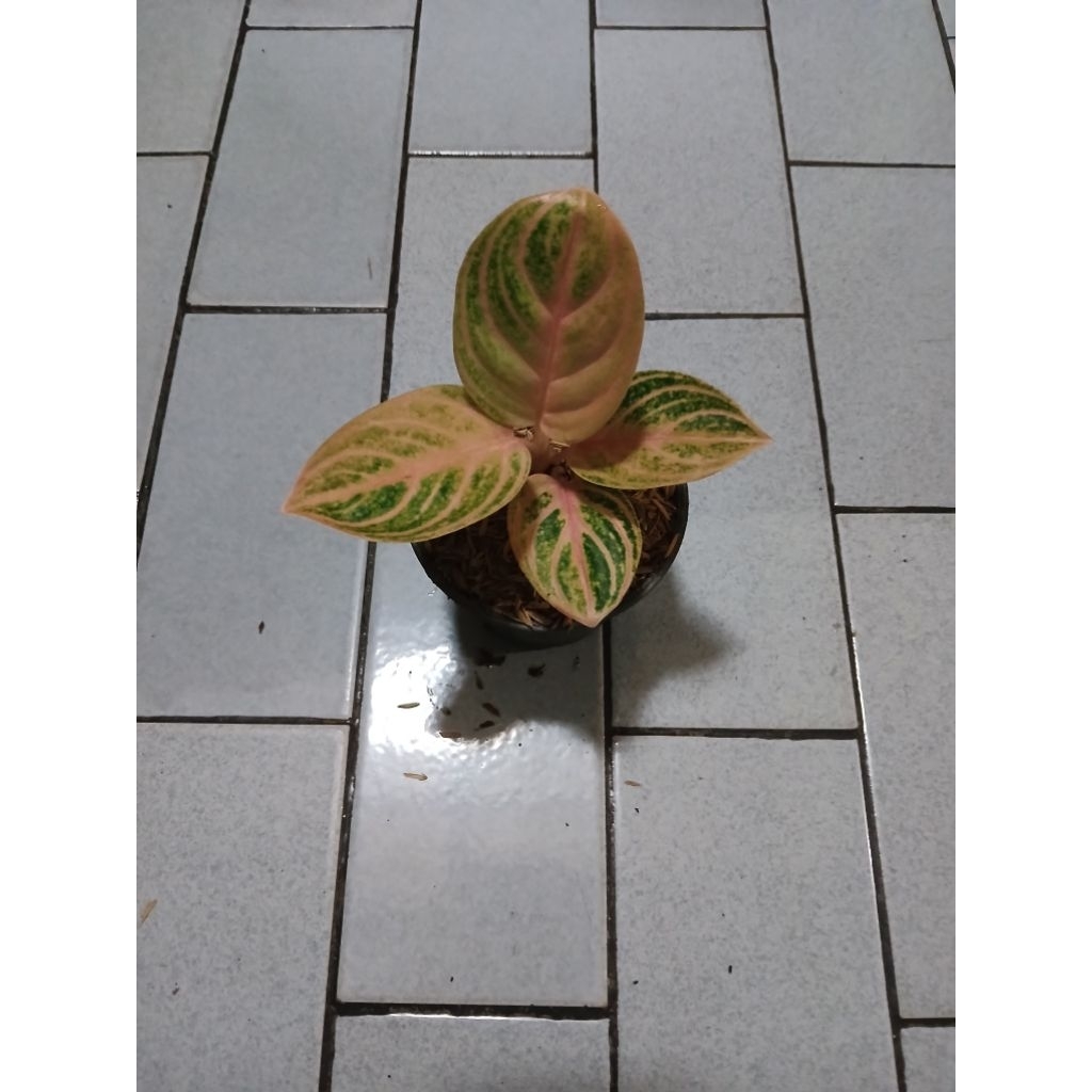 aglaonema anakan rinjani golden