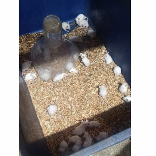 TIKUS PUTIH (Mencit) Jumper PAKAN REPTIL DAN UJI PRAKTIKUM
