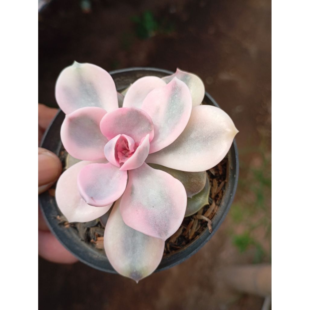 echeveria perle rainbow import