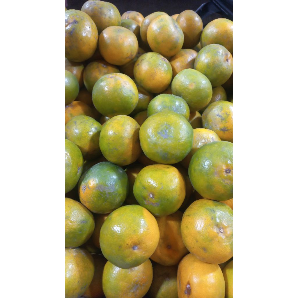 Jeruk medan manis 1kg cilegon - Segar, Manis, Irisan Tebal - buah cilegon - jeruk cilegon