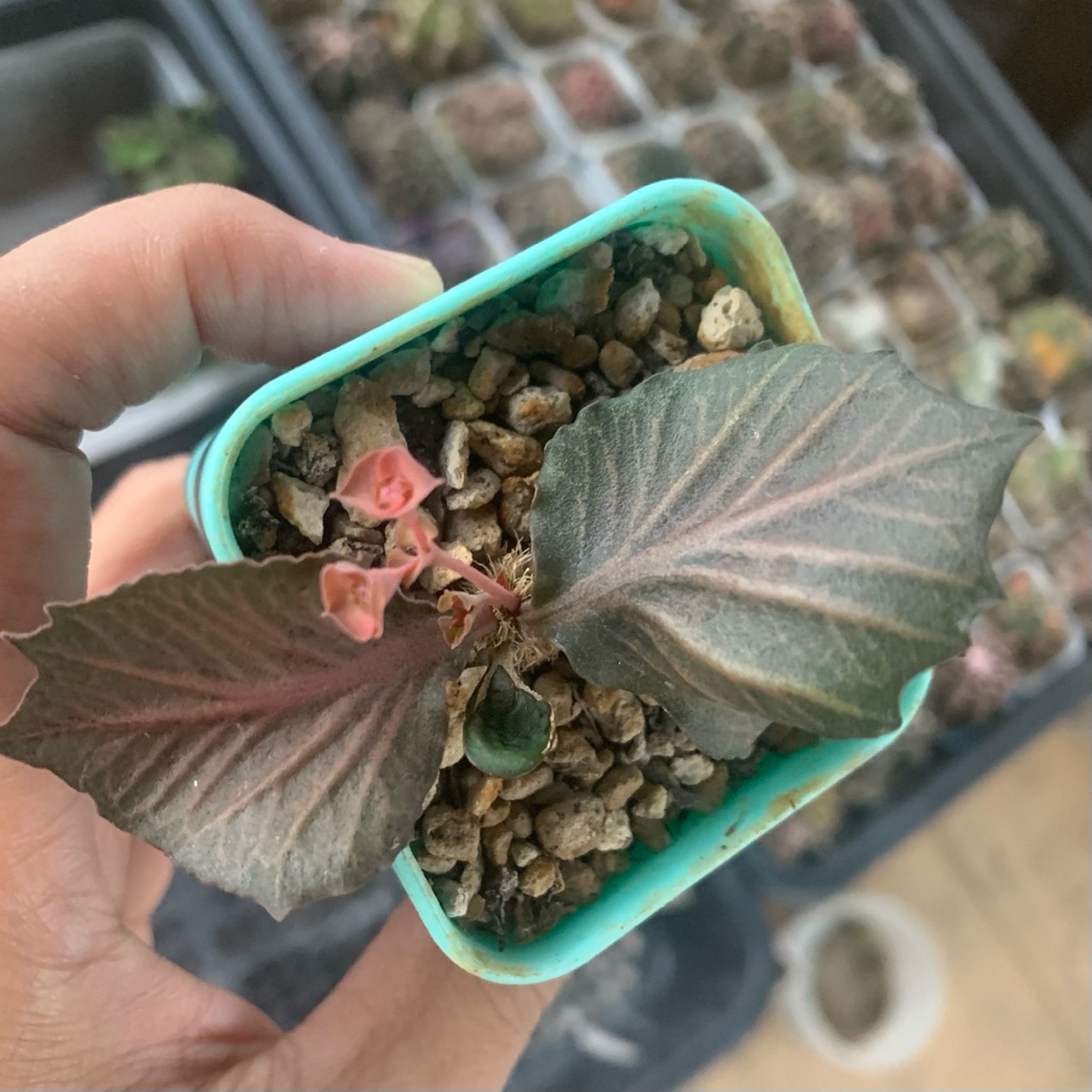 Euphorbia Francoisii Maple hybrid Franchoisi Franchoisii Mapple Sukulen tanaman hias hidup gurun bun