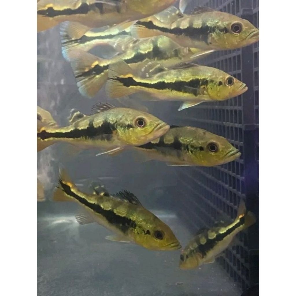 peacock bass mono gm/blok/pbass mono