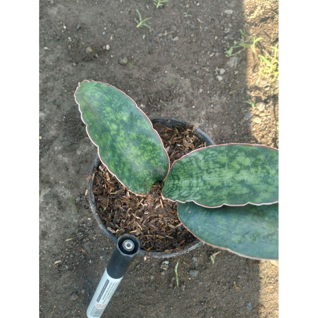 Sansevieria Silver Blue