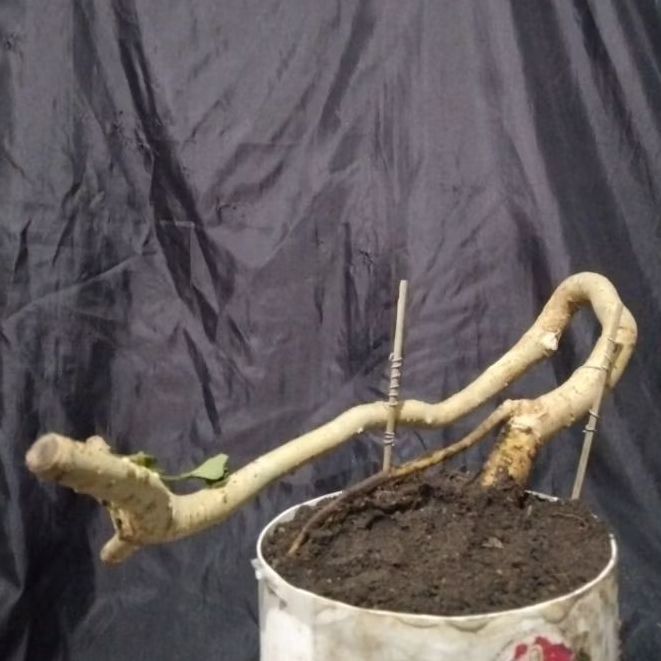 Bahan Bonsai Serut Dongkelan Batang Meliuk Medium Size, The Maxx 30 cm real pick