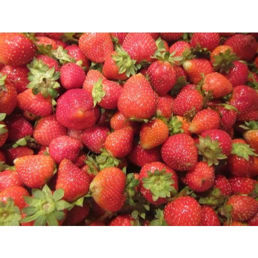 INSTAN TULUNGAGUNG - BUAH SEGAR - CEK VARIASI BUAH