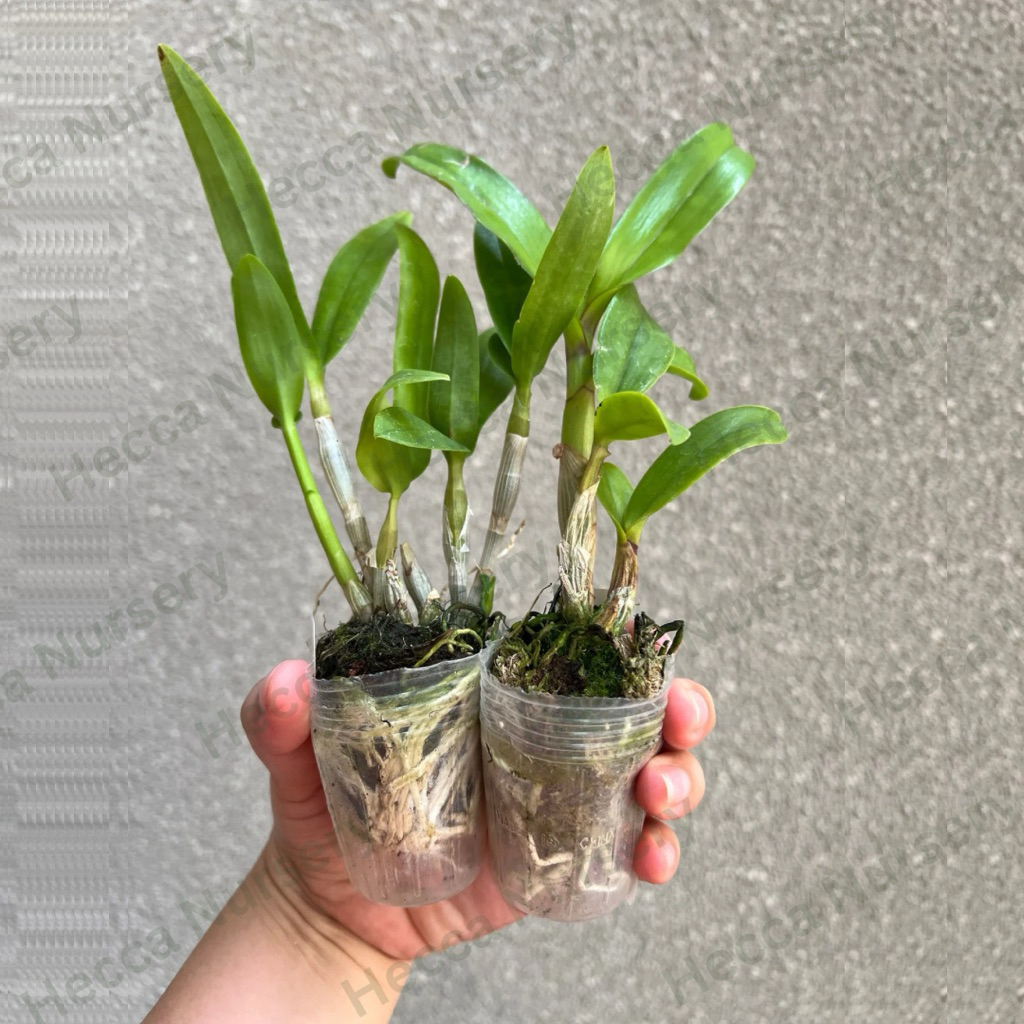 Seedling Anggrek Dendrobium Premium Mix ID Bunga Keriting dan Bulat