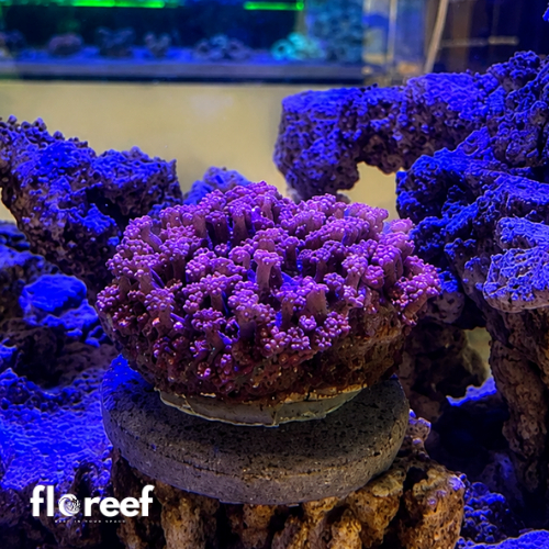 Karang Gonio / Goniopora Merah Coral Karang Hias Laut
