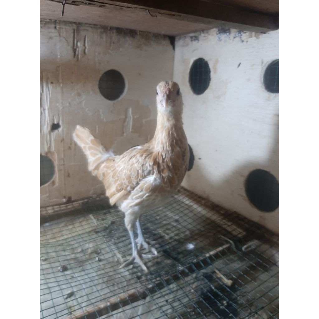 Ayam Batik/Batik Kanada/Batik Itali