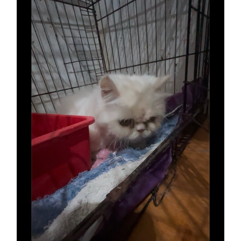 asesoris kalung boneka hidup bulu kapas kaki pendek scottish fold double fold highland fold jantan b