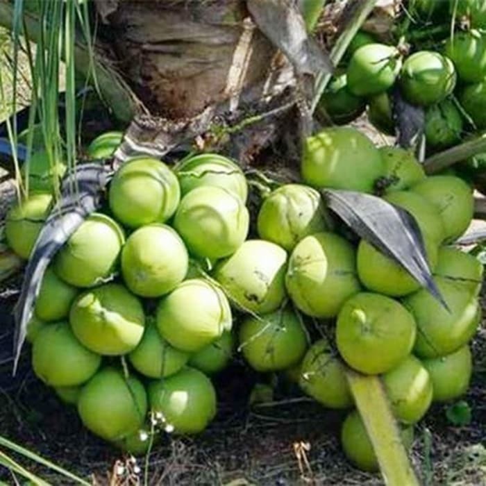Bibit Kelapa Genjah Entok / Tanaman Kelapa Ijo Super Jumbo