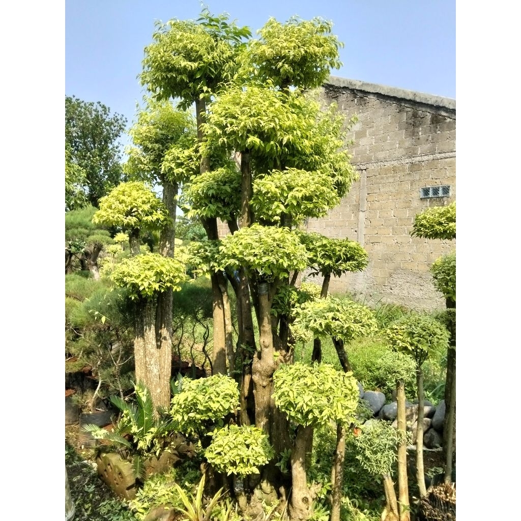Bonsai anting Putri tinggi hampir 3 meter bonsai taman anting Putri