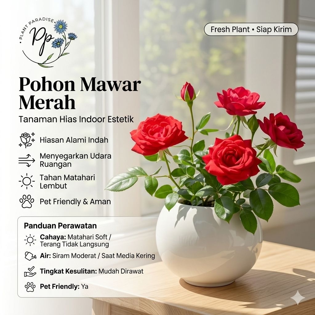 Tanaman Hias Bunga Mawar Merah Asli Bibit Tanaman Hias Bunga Mawar Merah