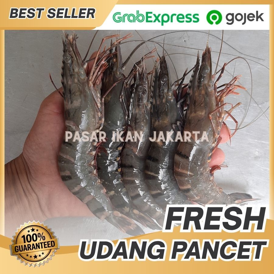 PROMO udang pancet besar ak 15 (1kg isi 15-17 Ekor) / udang windu / udang segar murah | Udang tiger 
