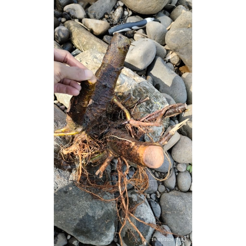 bonggolan loa besar bahan bonsai,sesuai gambar stok cuma 1 siapa cepat dia dapat