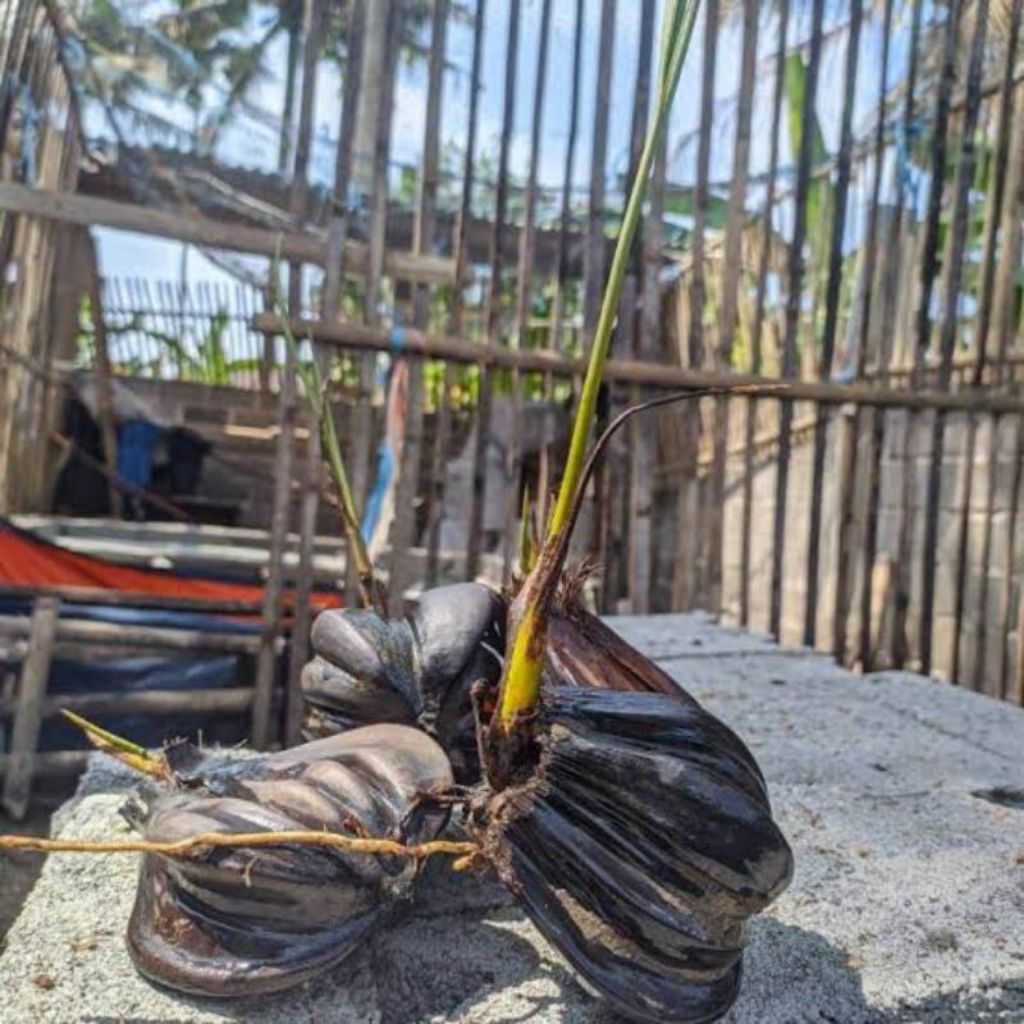 bibit buah nipah satuan bonggol