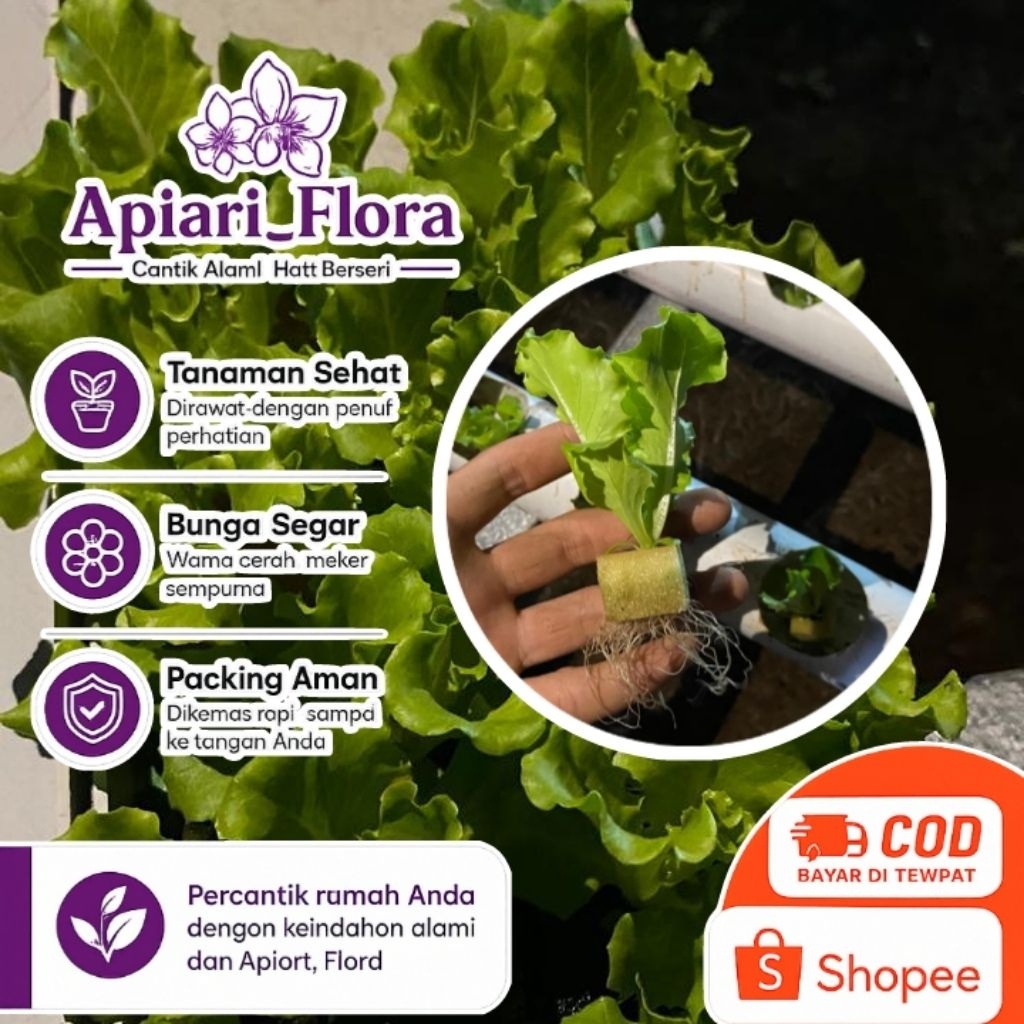 PROMO BIBIT SELADA HIDROPONIK SIAP TANAMAN