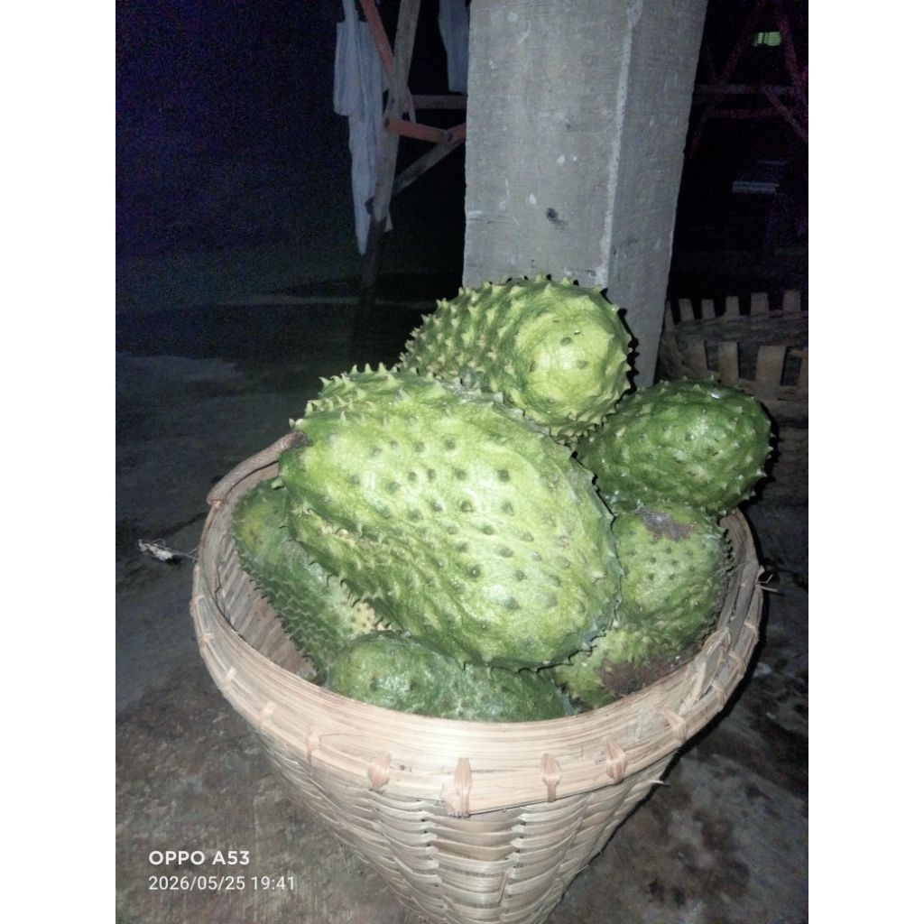 buah sirsak 1 kg tua dan fresh