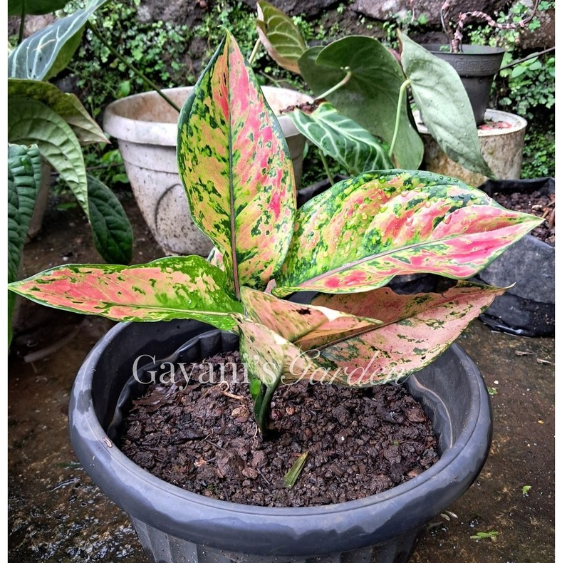 Aglonema Dut Anjamani SIAP PAJANG PREMIUM | Tanaman Hias Estetik Aglaonema Hengheng Hidup Ukuran Dew