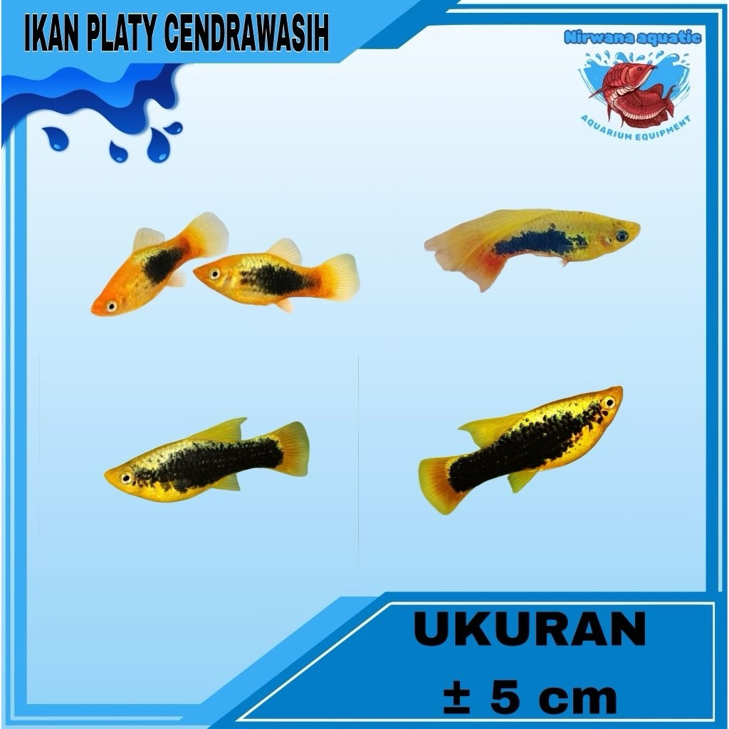 (INSTAN) IKAN PLATY CENDRAWASIH - UKURAN 2-3 CM
