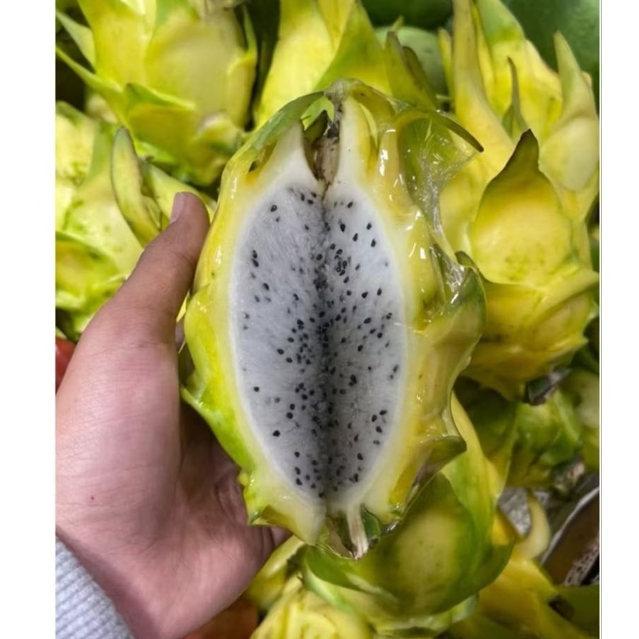 Promo Buah Naga Kuning Lokal Super / Buah Naga Kuning / 1 Kg