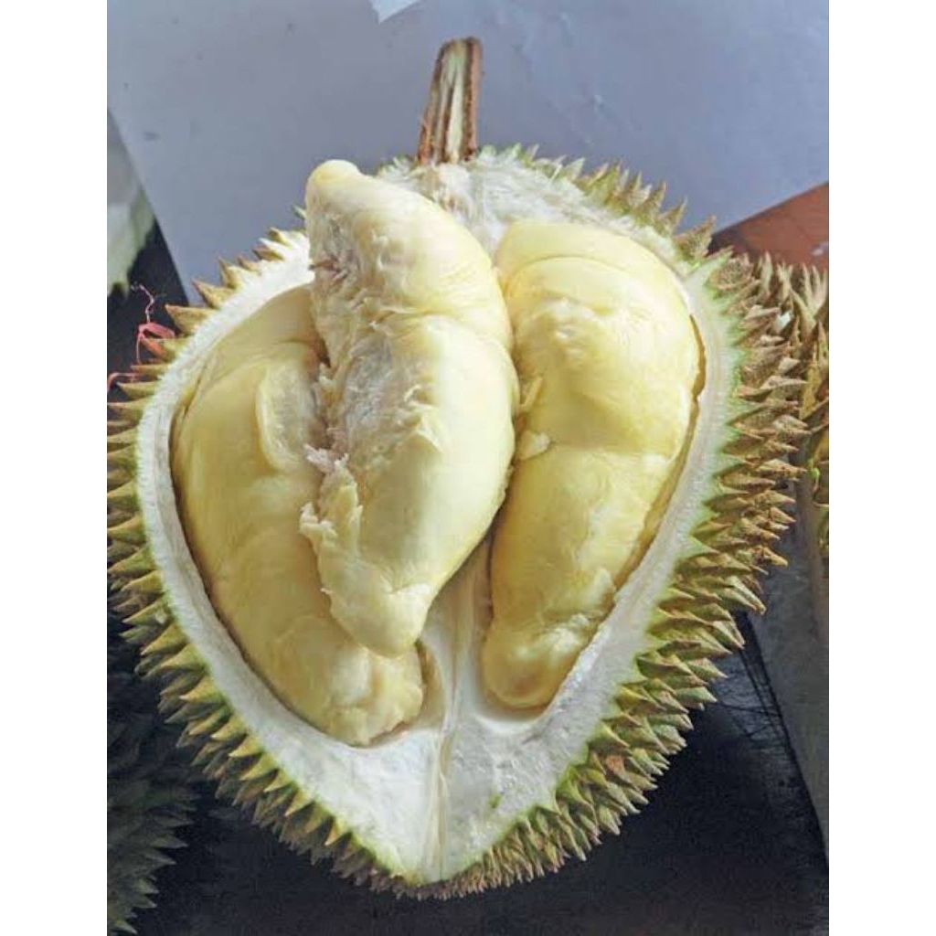Durian Asli Medan Utuhan