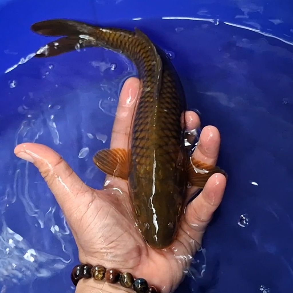 Ikan Koi Blitar Jenis Chagoi / Rumah Koi Jakarta / kode 008