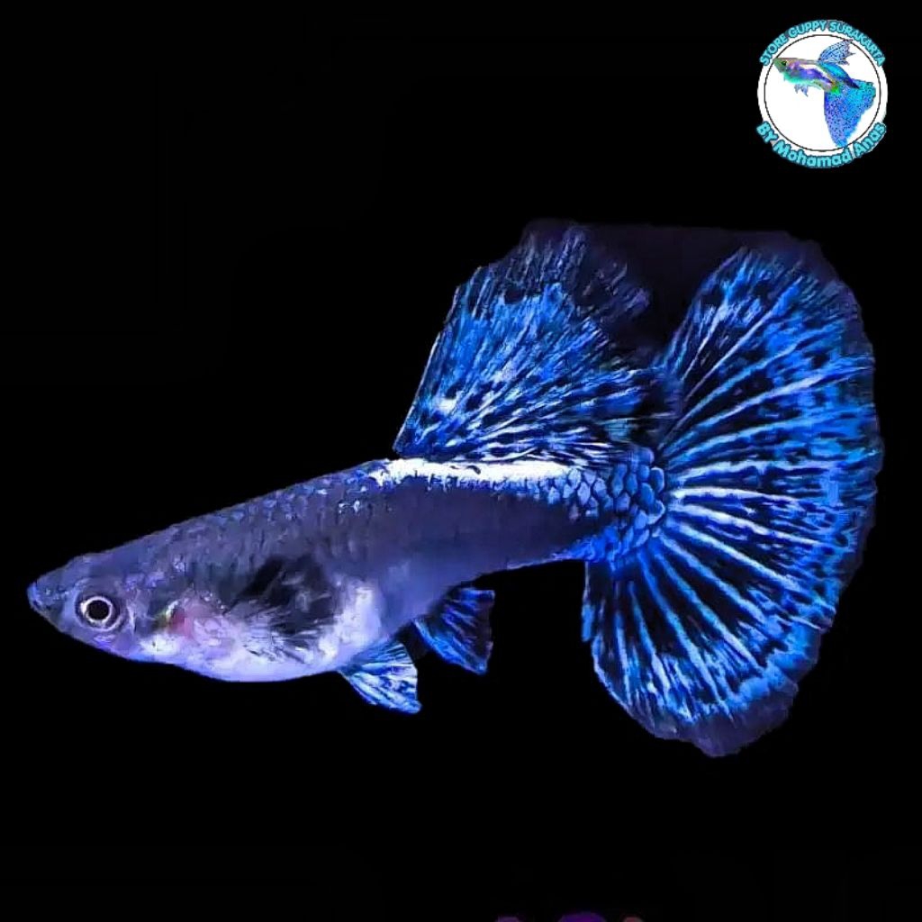 Guppy Platinum Blue Dragon Halfmoon Genetik Super