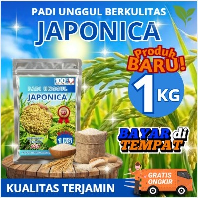 Benih Padi Jepang Japonica 1kg tahan roboh kualitas mantap