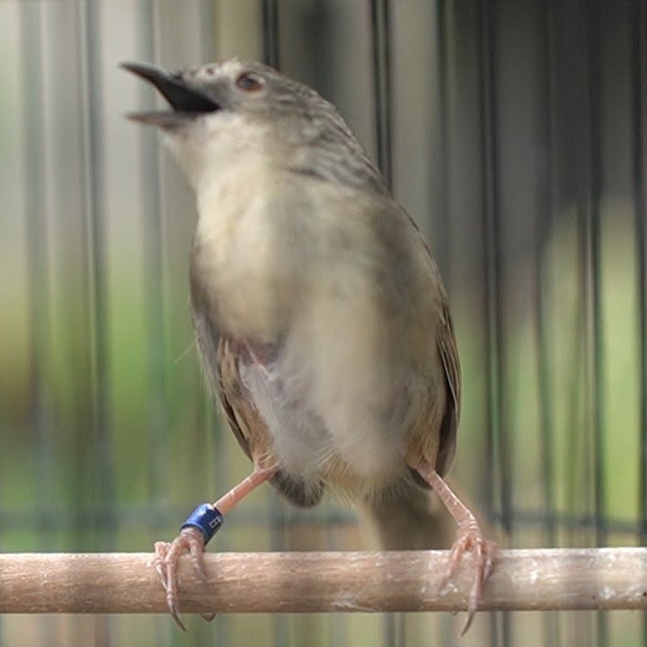Burung Cigun Ciblek Gunung Pilihan jantan Gacoran Ring Rawatan Dari anakan