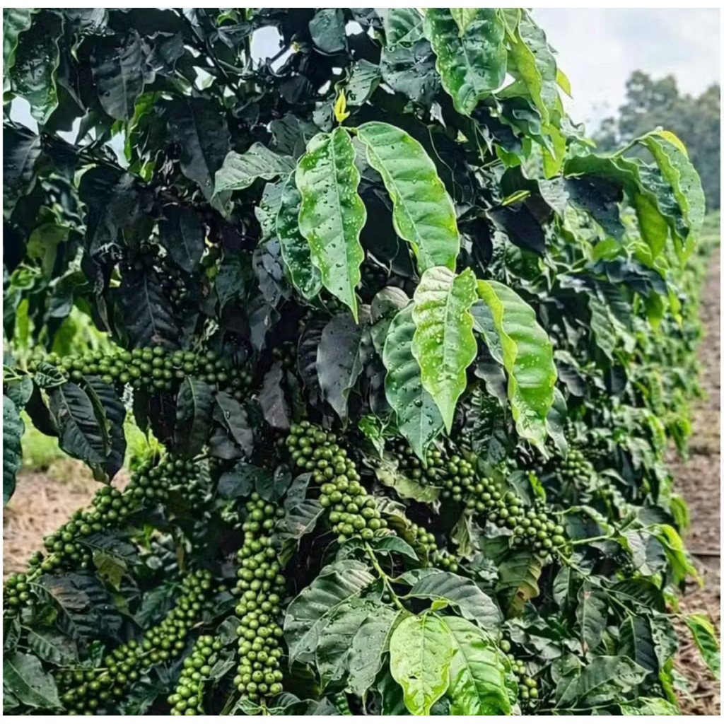 2 KG Bibit Semi Kopi Arabika Asli Premium
