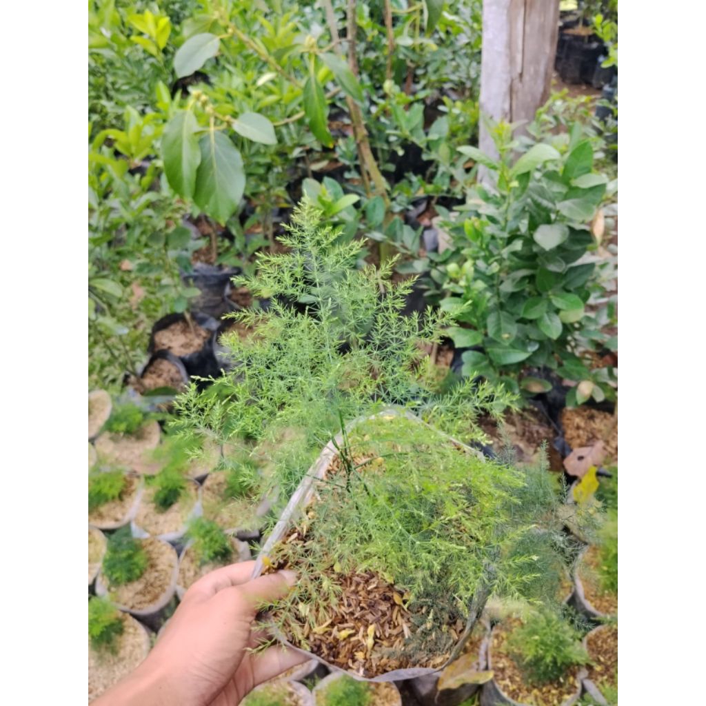 Tanaman Asparagus Hias sudah berakar