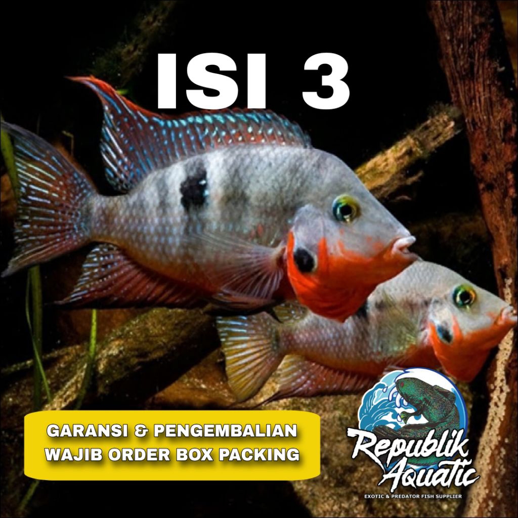 Firemouth central american cichlid