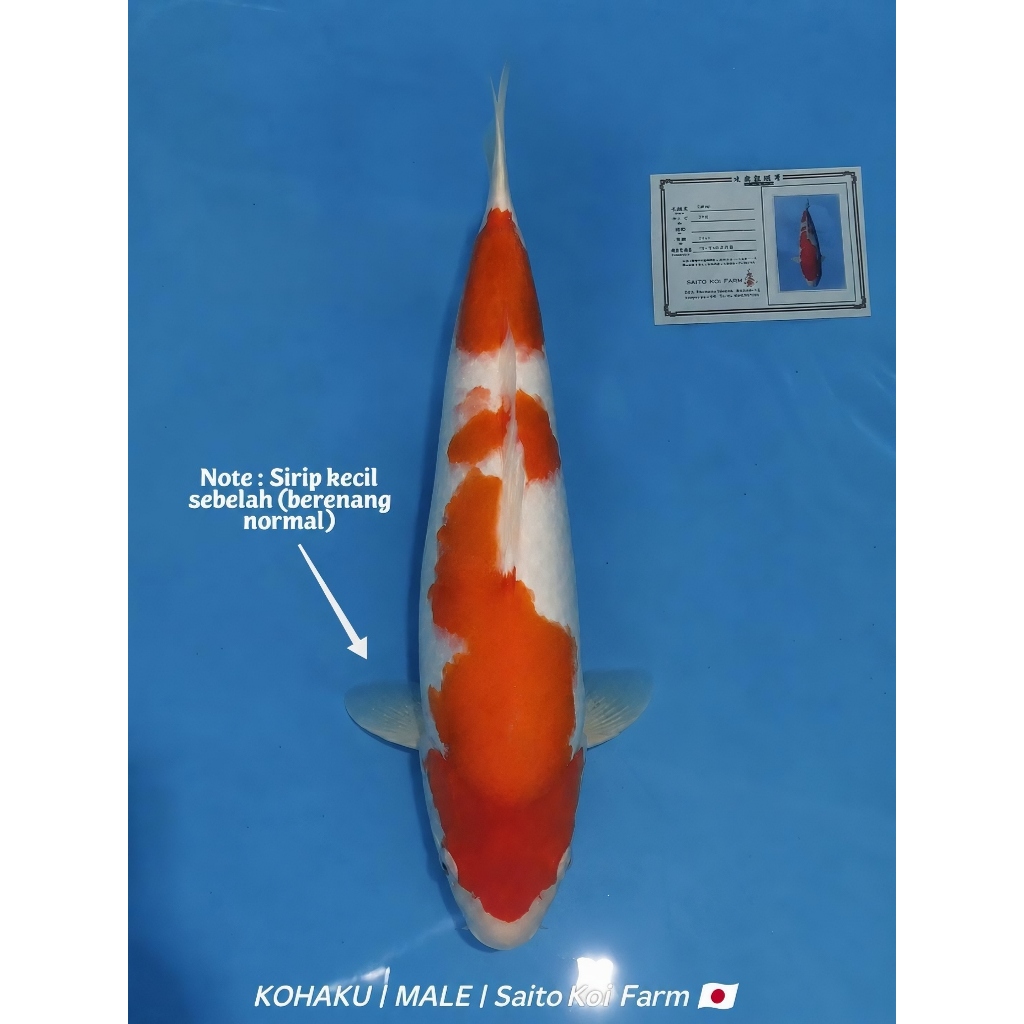 Koi Kohaku Import Saito Koi Farm M38cm Jantan Bersertifikat skin halus berpunuk